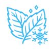 Ice & Menthol