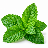 Spearmint -QUIT Device Replacement Sticks